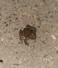 Bufo bufo