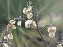 Neopringlea integrifolia