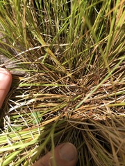 Carex atlantica