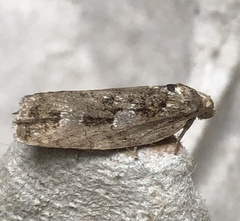 Archips grisea