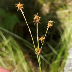 Carex atlantica