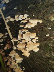 Panellus luxfilamentus