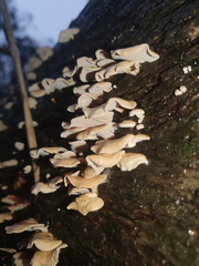 Panellus luxfilamentus