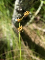 Carex atlantica