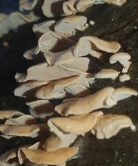 Panellus luxfilamentus