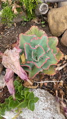 Gibbiflorae