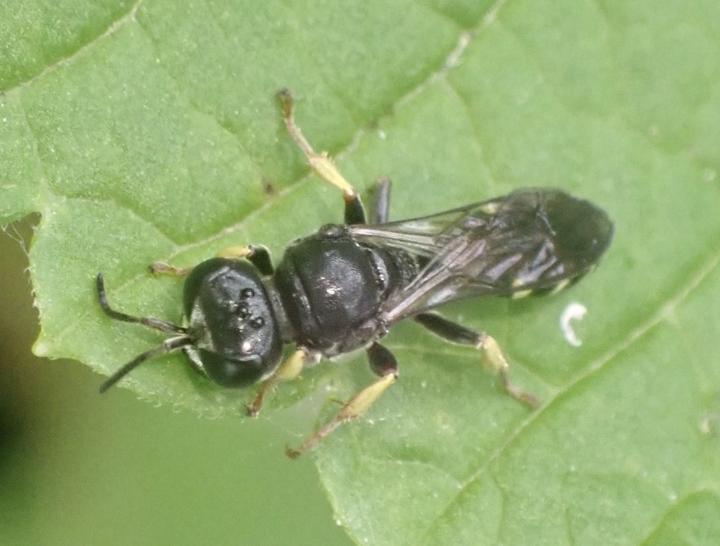 Crabro scutellatus