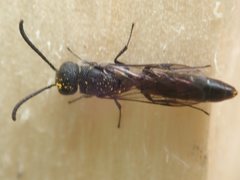 Sapygina decemguttata