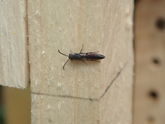 Sapygina decemguttata