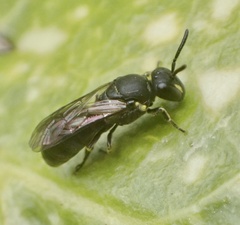 Hylaeus