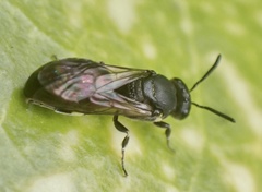 Hylaeus