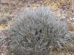 Ephedra compacta