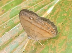Mycalesis fusca