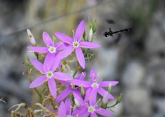 Zeltnera beyrichii