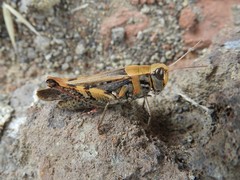 Calliptamus plebeius