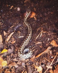 Vipera latastei