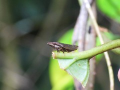 Capnodistes arietarius