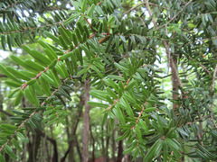 Tsuga sieboldii