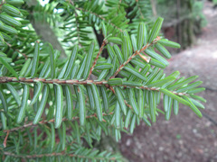 Tsuga sieboldii