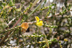 Aspalathus microphylla