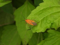 Dysdercus evanescens