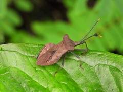 Dalader planiventris