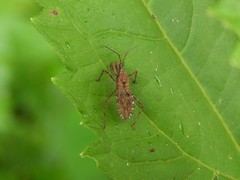 Rhachicephala dilatibia