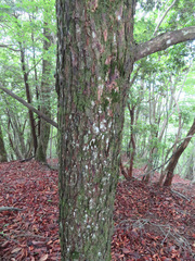 Tsuga sieboldii