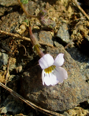 Jamesbrittenia integerrima