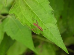 Riptortus linearis