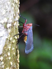 Kalidasa nigromaculata