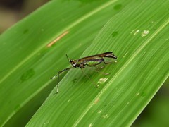 Miasa wallacei