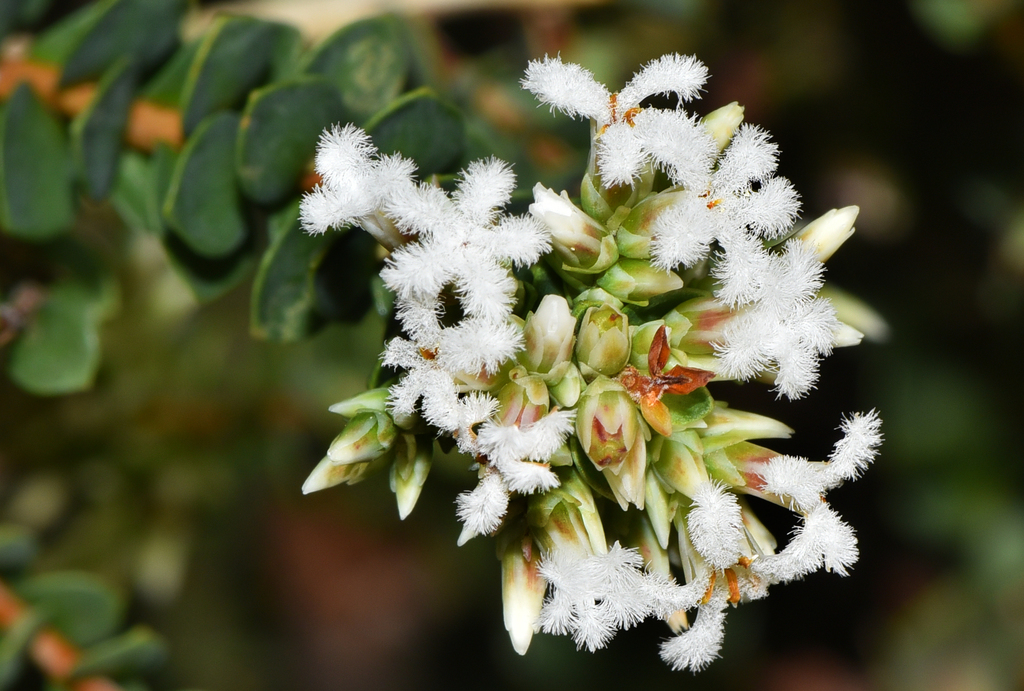 Leucopogon squarrosus