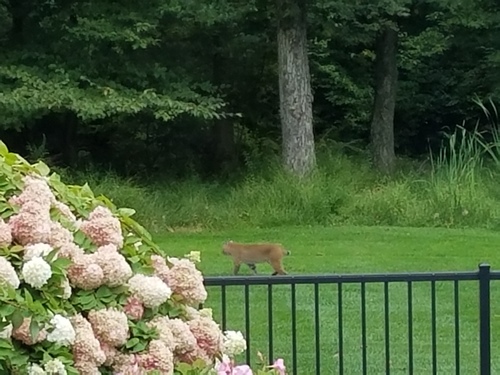 Eastern Bobcat photographed in Connecticut