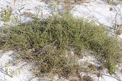 Aspalathus microphylla