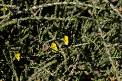 Aspalathus microphylla