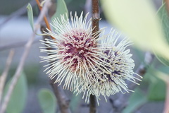 Hakea petiolaris