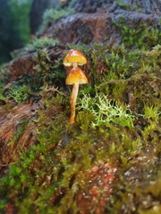 Gymnopilus eucalyptorum