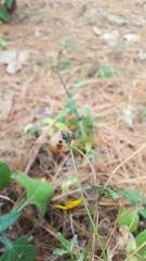 Bidens triplinervia macrantha