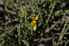 Aspalathus microphylla