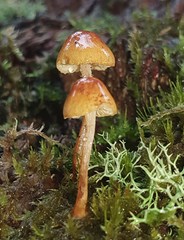 Gymnopilus eucalyptorum