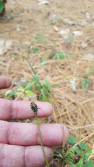 Bidens triplinervia macrantha