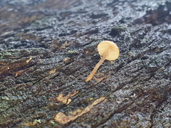 Gymnopilus eucalyptorum