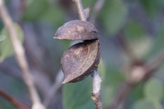 Hakea petiolaris