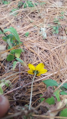 Bidens triplinervia macrantha