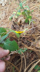 Bidens triplinervia macrantha