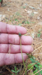 Bidens triplinervia macrantha