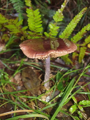 Thaxterogaster submagellanicus