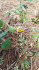 Bidens triplinervia macrantha