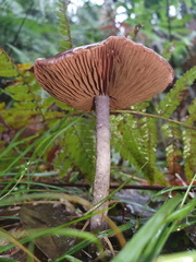 Thaxterogaster submagellanicus